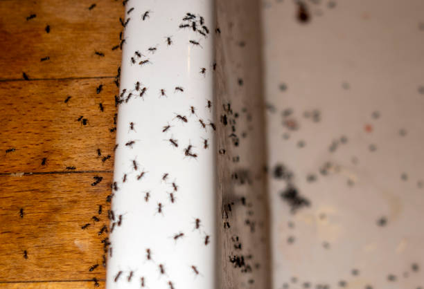 Best Pest Prevention Services  in Blythe, CA