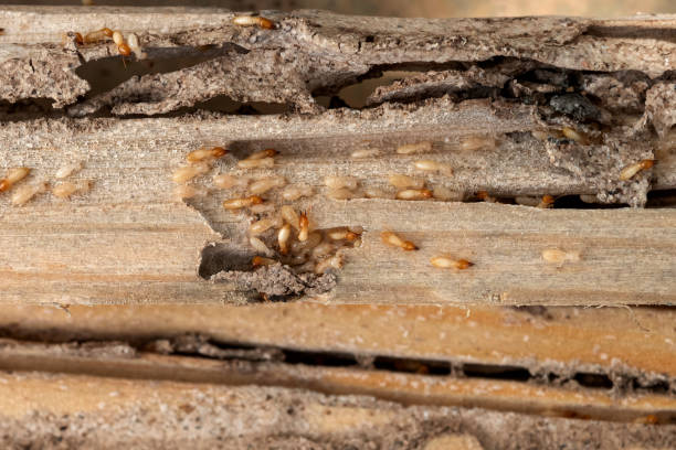 Pest Prevention Services in Blythe, CA
