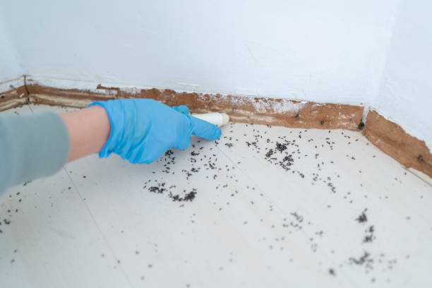 Pest Control for Restaurants in Blythe, CA