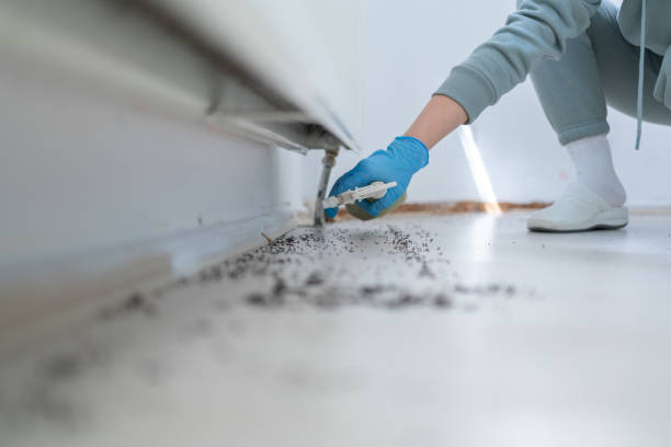 Reliable Blythe, CA Pest Control Solutions